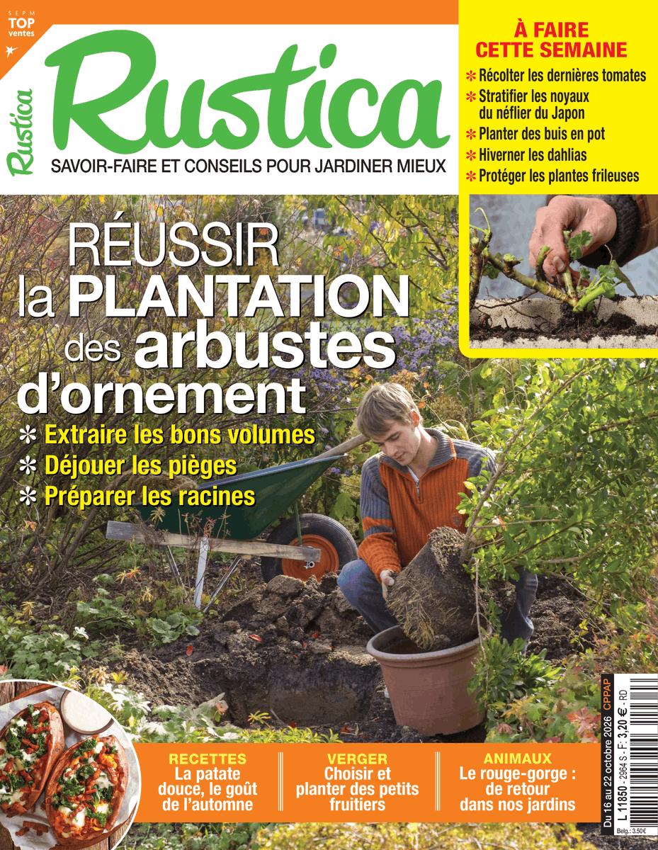 alaindelavie's tweet photo. Hebdo #Rustica
[En kiosque] Du 16 au 22 octobre 2026
Réussir la plantation des arbustes d'ornement
Choisir et planter des arbres fruitiers nains
Que faire des feuilles mortes ?
Cahier pratique : 12 pages de travaux de #jardinage
#magazine #hebdo
https://t.co/U8erY3SPow https://t.co/lJQkDDmAD7