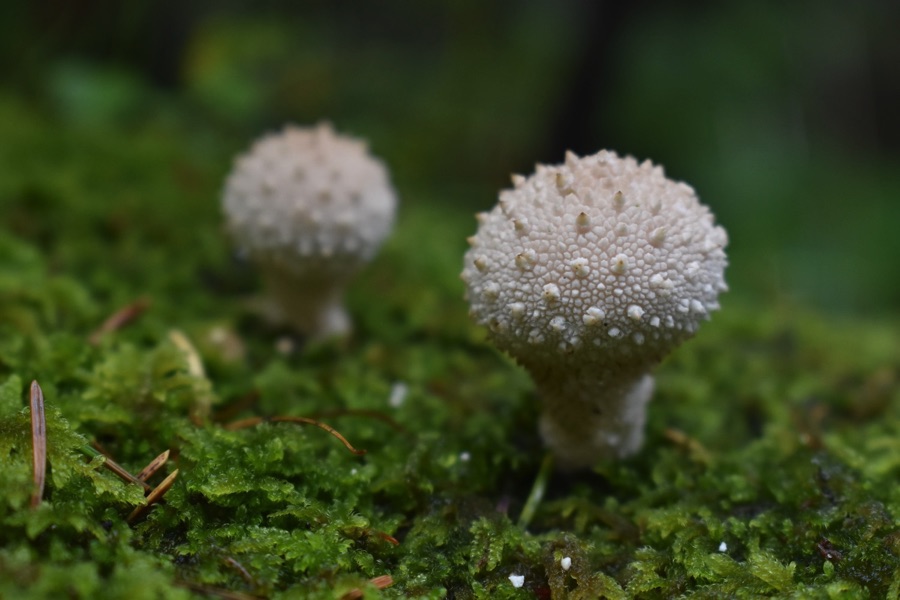 LGSpace's tweet photo. There are 15,000+ species of fungi in the UK, &amp; they play a vital role in healthy ecosystems. Provide a habitat for fungi – as well as for beetles &amp; other invertebrates, hedgehogs &amp; slow worms – by piling up logs or branches in a damp, shady corner.
More: https://t.co/JZyDs2IJAB https://t.co/z50X9zbvc9