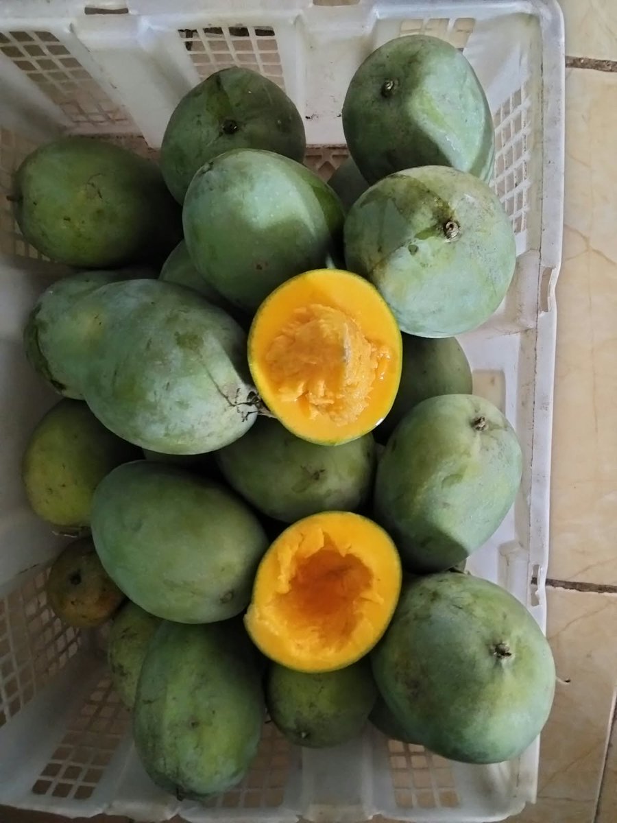 Kookvan_'s tweet photo. Haloo manteman kalau lewat boleh bantu retweet ya🙌
Aku masih open buat mangga harumanisnya untuk pengiriman batch selanjutnya harga 13rb/kilo ya, Untuk testi bisa cek diprofilku makasih🥰 https://t.co/vVtKEHfclH