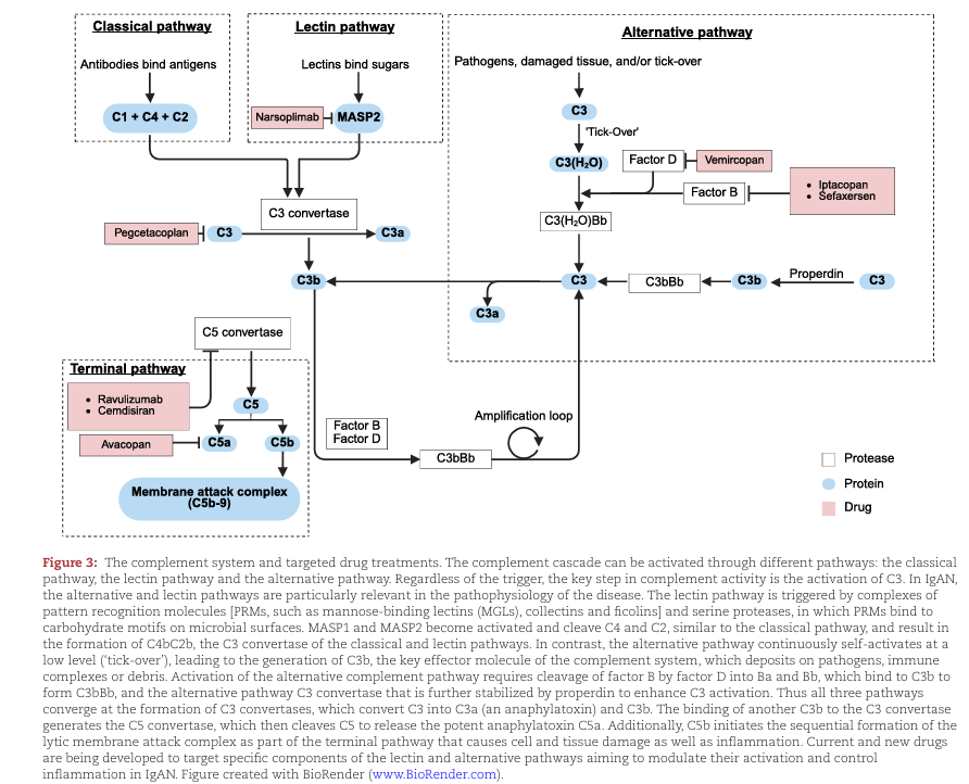 NDTsocial's tweet photo. What do clinical trials teach us about the pathophysiology of human IgA nephropathy?

https://t.co/OffMCa5xRu https://t.co/7tr7WOpgiz