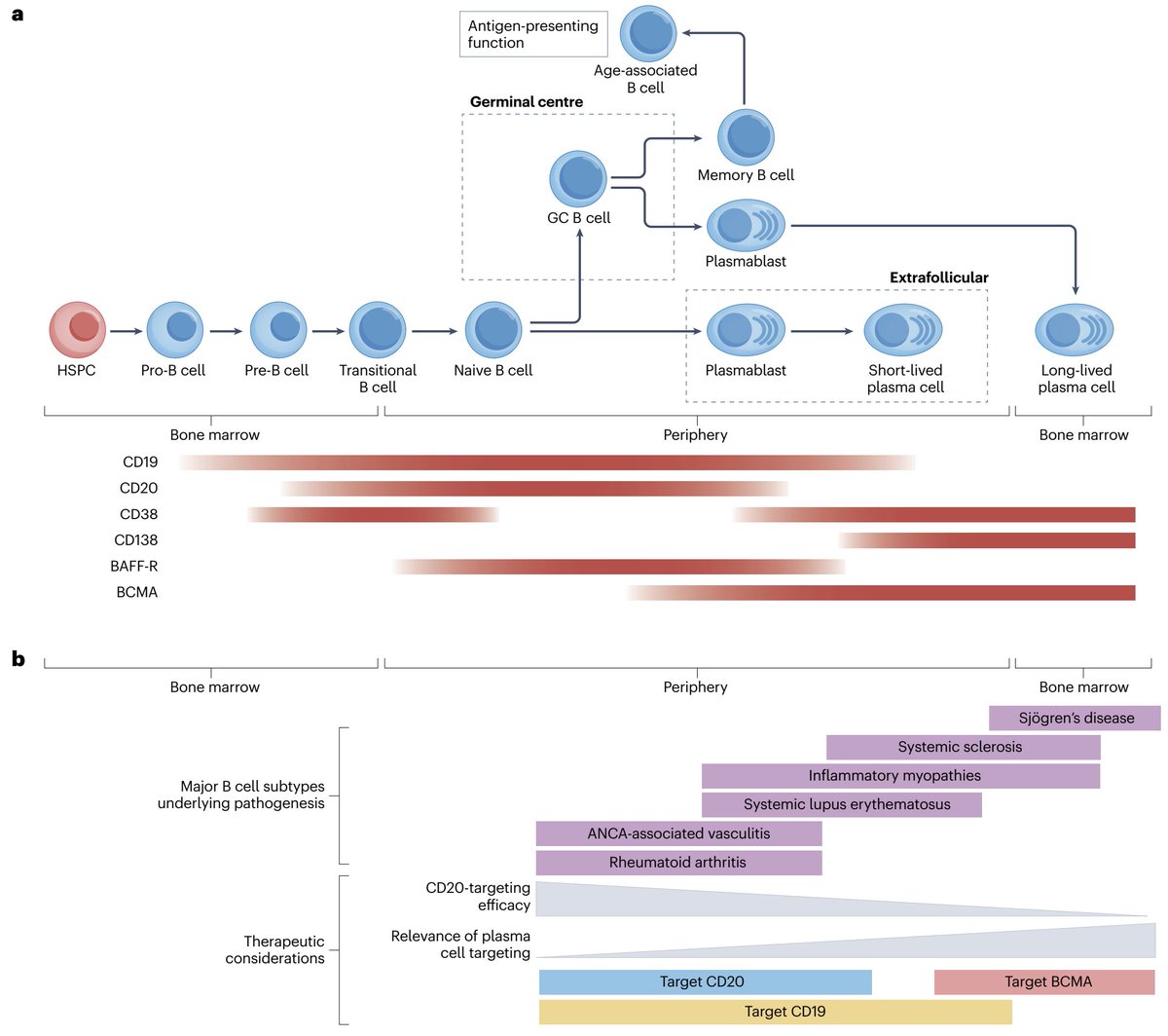 DrSamuelBHume's tweet photo. This is a beautiful way to visualize the pathophysiology.

B cells at different stages of differentiation occupy different compartments, express different surface markers, and drive different pathologies.

Based on this biology, it'd make sense that (for example) lupus would respond best to anti-CD19 therapies, while Sjögren’s would respond best to anti-BCMA -- though how that shakes out in trials isn't fully known.