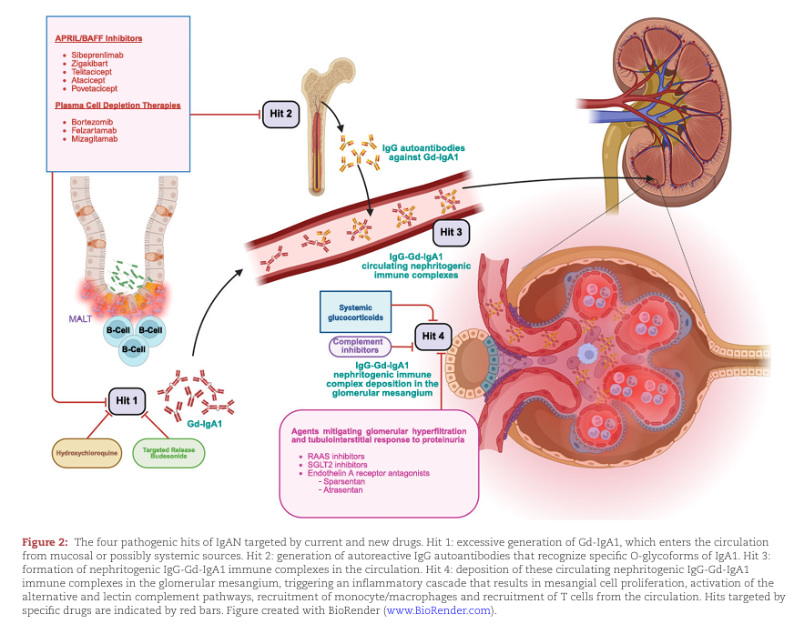 NDTsocial's tweet photo. What do clinical trials teach us about the pathophysiology of human IgA nephropathy?

https://t.co/OffMCa5xRu https://t.co/7tr7WOpgiz