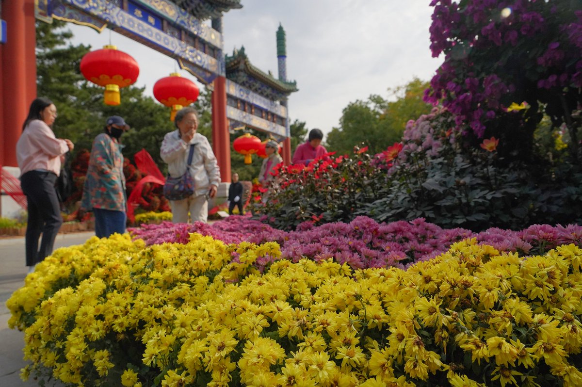 BeijingEvening's tweet photo. 陶然亭公园菊花文化活动解锁京城秋日新玩法
Tourists are enjoying autumn chrysanthemums at Beijing's Taoranting Park.
#Beijing #AutumnViews https://t.co/K6DapD1xv6