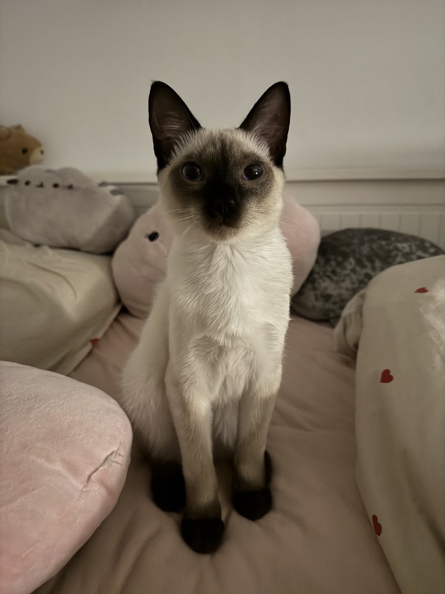 nikaa1819's tweet photo. i wish i was my cat, just sleeping, playing, eating…without gaining. i’m jealous of him that he can poop after eating😡🤞🥹🩷
#edtwt #edrtwt #ricecaketwt #oomf #kitty #food #shedtwt https://t.co/qhA45C7l5l