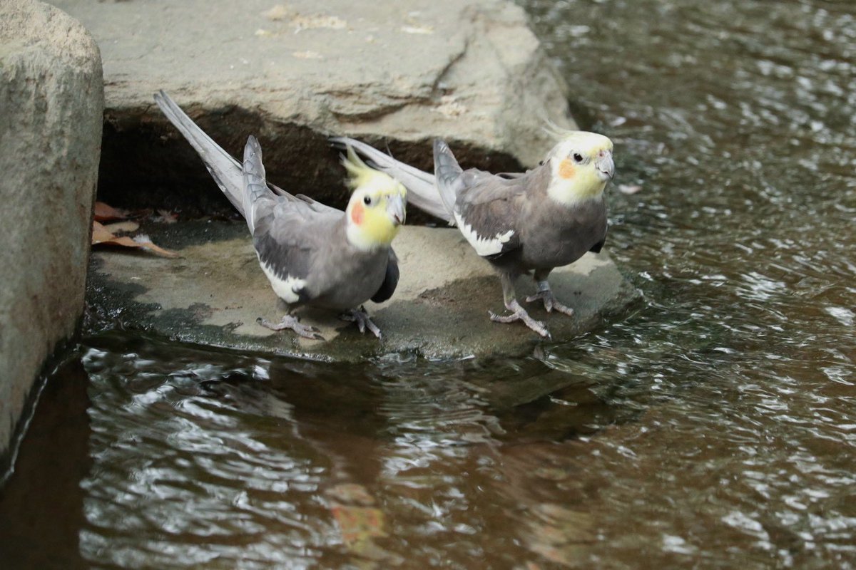 kbird_official's tweet photo. 並んでゴクゴク😋

#オカメインコ
#タイミングぴったり
#水分補給
#すくって飲みます
#キャンベルタウン野鳥の森 https://t.co/mIX5mW4Vzx