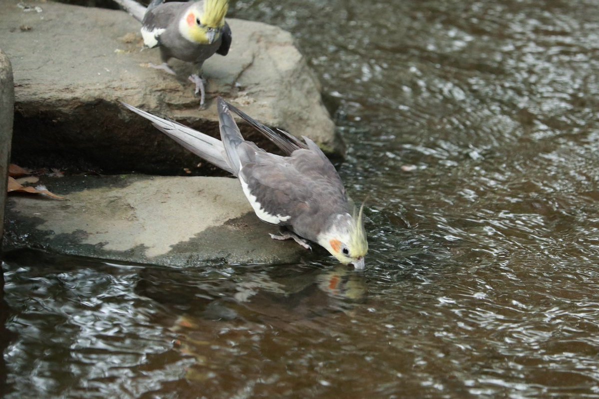 kbird_official's tweet photo. 並んでゴクゴク😋

#オカメインコ
#タイミングぴったり
#水分補給
#すくって飲みます
#キャンベルタウン野鳥の森 https://t.co/mIX5mW4Vzx
