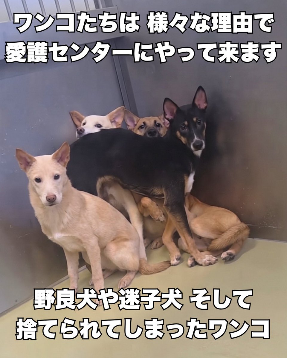 PeaceWankoJapan's tweet photo. “咬むから要らない”!?命を迎える責任って？(1/4)
#ピースワンコ #犬 https://t.co/jfmBtup7Zj