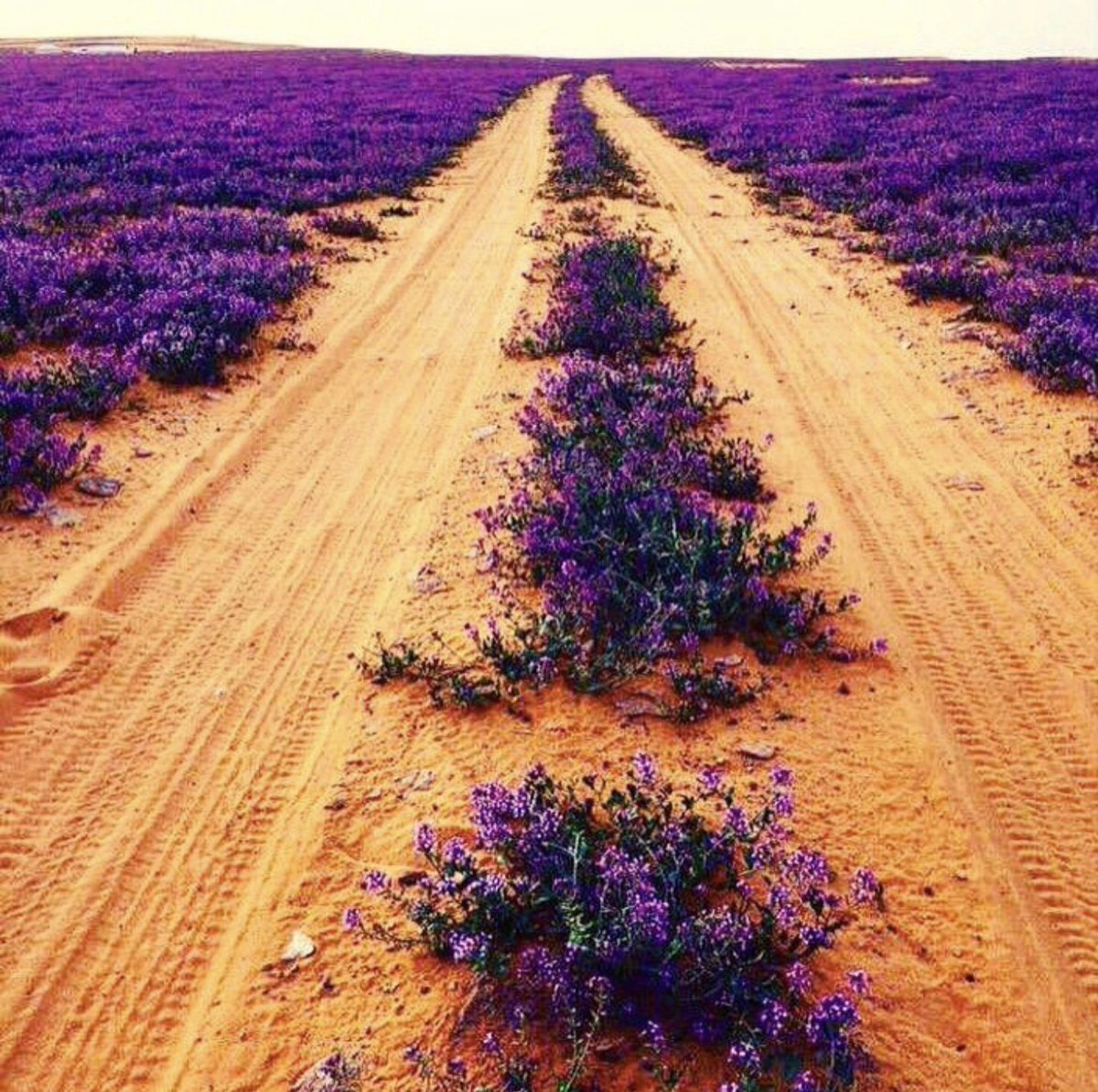 Cube_Of_X's tweet photo. @s0_178 🏜 https://t.co/hVEB2kD7mm