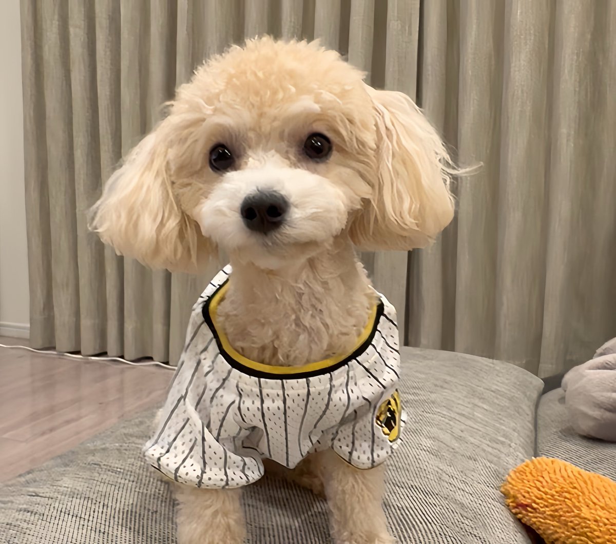 inu_wo_mite's tweet photo. 今日は勝ってね‼️‼️‼️ https://t.co/01EgQjldig