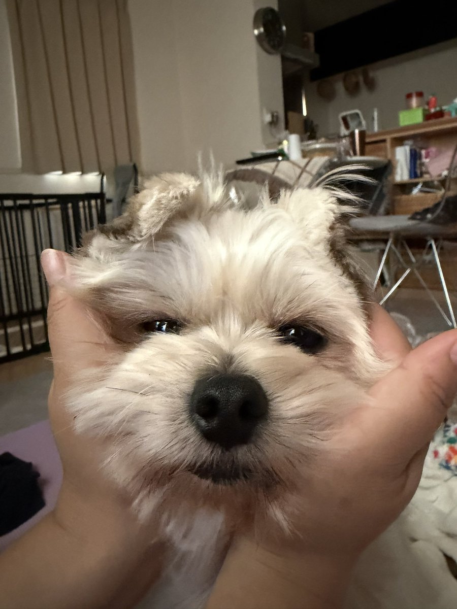 DogMomJapan's tweet photo. Derp face 🤪🐶 https://t.co/hFws9zNkls