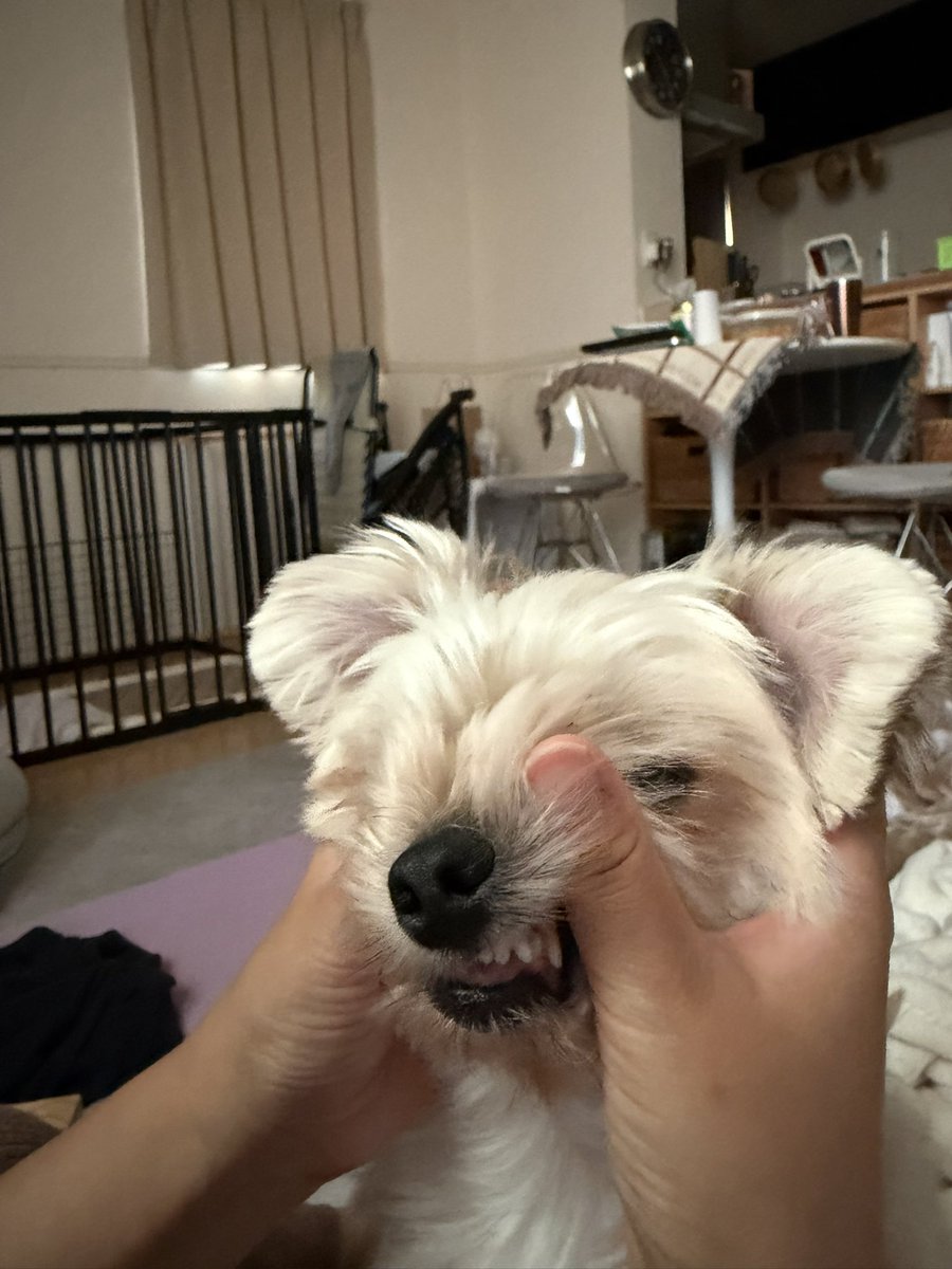 DogMomJapan's tweet photo. Derp face 🤪🐶 https://t.co/hFws9zNkls