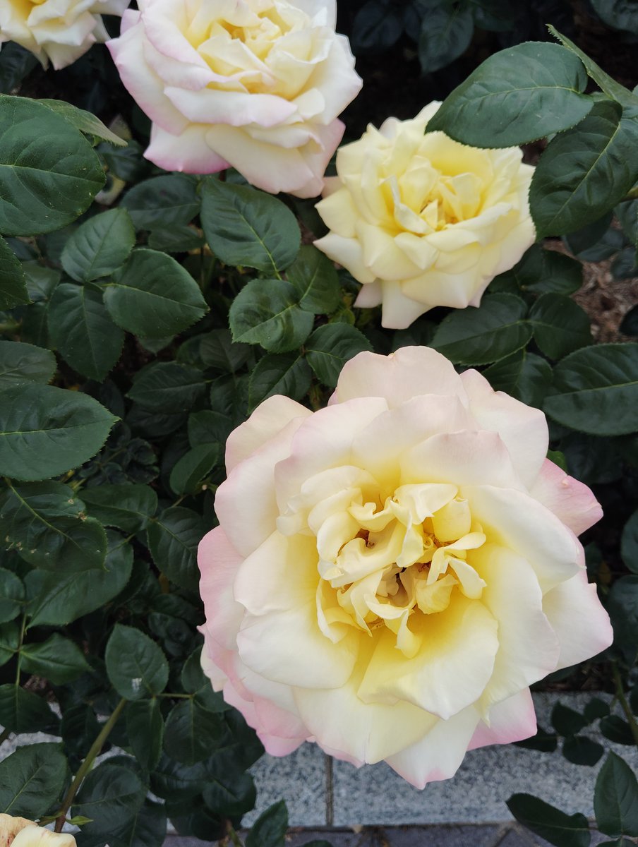 FWLMacZ95u95352's tweet photo. Warm 

Ｐetal 

Ｈush  

Stillness—does it ever brush your heart the way fading light once did,  
quietly reminding you of the rose you thought you’d forgotten?  

やわらかな影の薔薇は  
記憶の底でそっとひらいてゆく  

#softshadow #薔薇の詩集12の15.薔薇の魂　
my📸 https://t.co/4ue2Wcxnd7