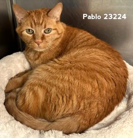 sachikoko's tweet photo. 🆘URGENT🆘SENIOR ALERT🆘PLEDGES NEEDED🙏🏾PLZ SHARE🆘
🙏🏾PLEASE #PLEDGE 2 SAVE MY LIFE
💘Sweet 13YO #Senior Orange #Tabby Kitty "PABLO"💘
📢In Shelter Since 10/7/2026
🚨Needs Adoption Or Rescue ASAP🚨
▶️ID: 23224 https://t.co/gGHPwKfWSP
#Marietta, #GA #CobbCountyKitties #Cats https://t.co/7Z7KwtLdmU