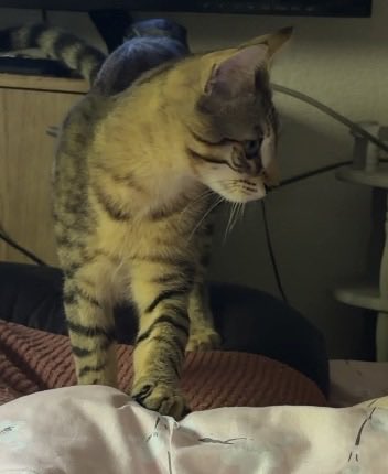 dreamscapejxj's tweet photo. PLEASE I WANT TO SEE MORE CATS 

here is my baby https://t.co/EPdm3ESxGL