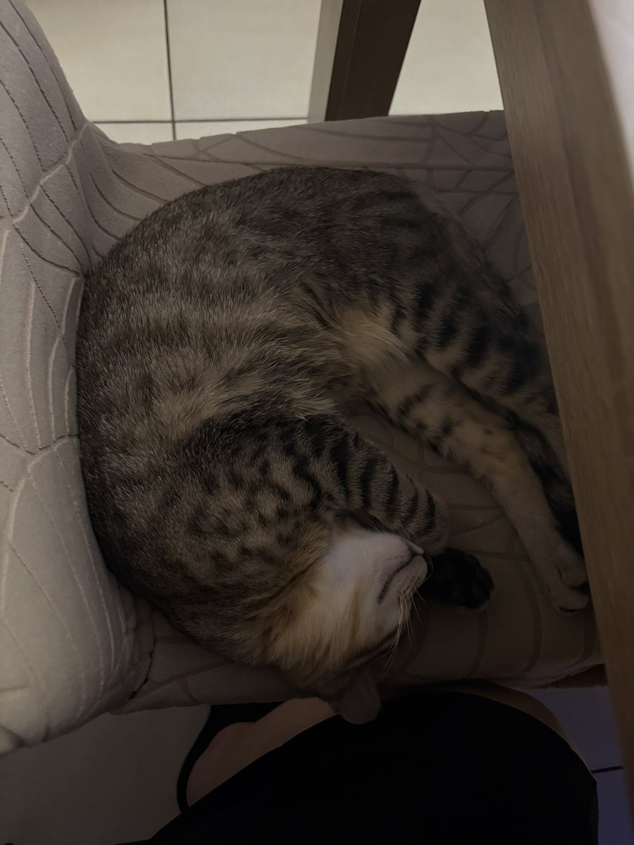 dreamscapejxj's tweet photo. PLEASE I WANT TO SEE MORE CATS 

here is my baby https://t.co/EPdm3ESxGL