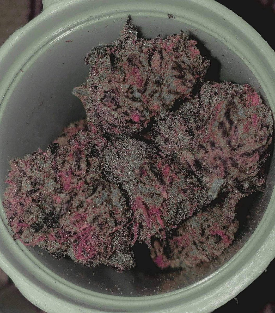 GreenGrowusa's tweet photo. Pink Valley
AVAILABLE IN BIT N BULK 📦
☎️ORDER ON TELE: https://t.co/QpIv8sEpAz 
NEED SOMETHING ELSE?

#cannabis #strain #flower #budshots #weedculture https://t.co/BK6MqUv6Vf