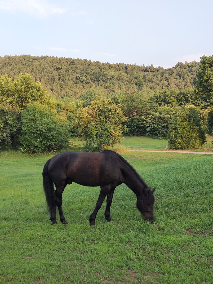 Bruno01713805's tweet photo. Just spotted a black fly buzzing near the horse’s mane—guess it’s here to spoil the nice outdoor vibe! https://t.co/JtEBeJLiuq