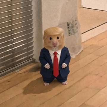 bwamsbrother's tweet photo. I MIGHT HAVE FOUND THE ANIMAL RUNNER OF THE DAY, LITERALLY MICHI 2.0

This video of this hamster standing up just like michi has been going viral on X for the past hours

https://t.co/yZBtFcCSXA

This is such a normie friendly coin and so memeable, and it reminds me of the old times.

Animal runners have been giga sending in the market and people are already making memes out of it. Time to give the trenches a simple runner

Otedama (おてだま)
