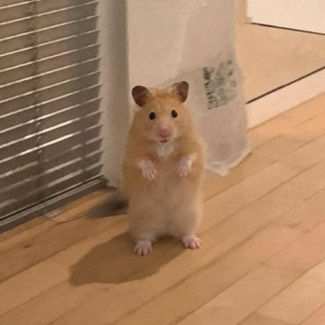 bwamsbrother's tweet photo. I MIGHT HAVE FOUND THE ANIMAL RUNNER OF THE DAY, LITERALLY MICHI 2.0

This video of this hamster standing up just like michi has been going viral on X for the past hours

https://t.co/yZBtFcCSXA

This is such a normie friendly coin and so memeable, and it reminds me of the old times.

Animal runners have been giga sending in the market and people are already making memes out of it. Time to give the trenches a simple runner

Otedama (おてだま)