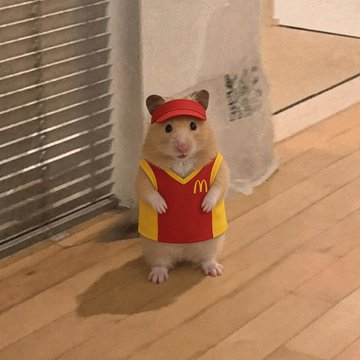 bwamsbrother's tweet photo. I MIGHT HAVE FOUND THE ANIMAL RUNNER OF THE DAY, LITERALLY MICHI 2.0

This video of this hamster standing up just like michi has been going viral on X for the past hours

https://t.co/yZBtFcCSXA

This is such a normie friendly coin and so memeable, and it reminds me of the old times.

Animal runners have been giga sending in the market and people are already making memes out of it. Time to give the trenches a simple runner

Otedama (おてだま)