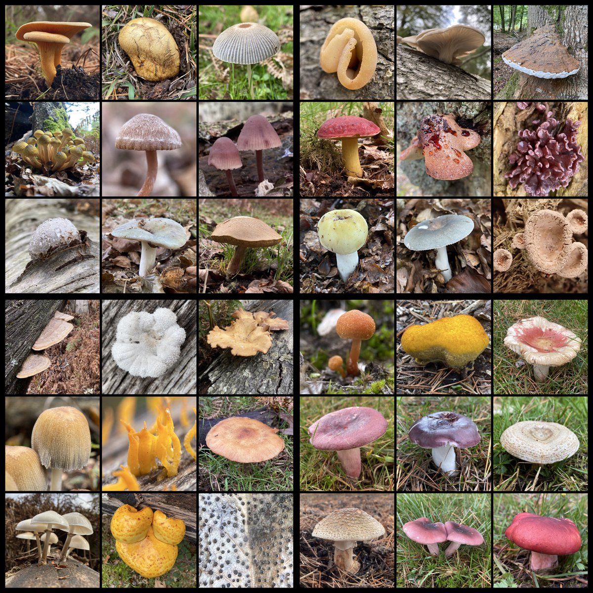 StevePa46290725's tweet photo. You can’t beat a good collage ! Some of the many fungi species found in the New Forest yesterday 15/19/26 #fungi #NewForest https://t.co/WYD9hhSc4P