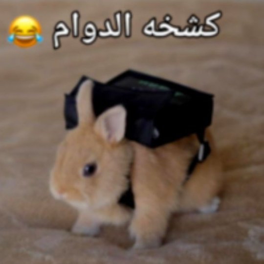 Hiba87t's tweet photo. كشخه الدوام بالحد التويتري 💚 https://t.co/zz21sV8Io1