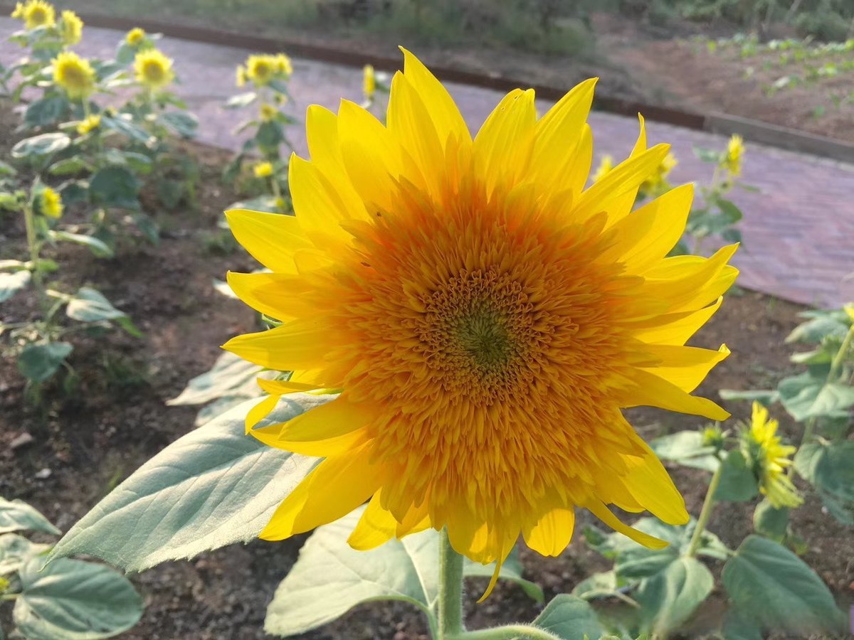 salonika3's tweet photo. [Today I found a cute sunflower beside the old wall, which made me suddenly think of the warm day when I lived with my good friend Hu Jixia last year]， https://t.co/5BBjJMZACu