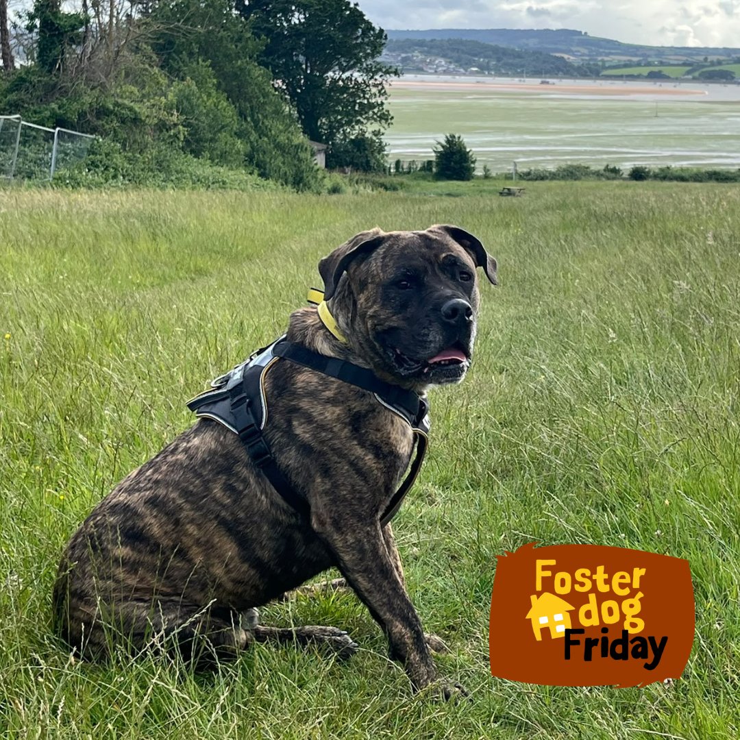 DT_Ilfracombe's tweet photo. Scroll 👉 to check out Norman’s day out with his foster carer. 
#FosterDogFriday 💛🐶💛

Norman is looking for a home. 
👉 https://t.co/YzwVvj4PRy 

#ADogIsForLife #AdoptADog https://t.co/CYyvDd4i1U