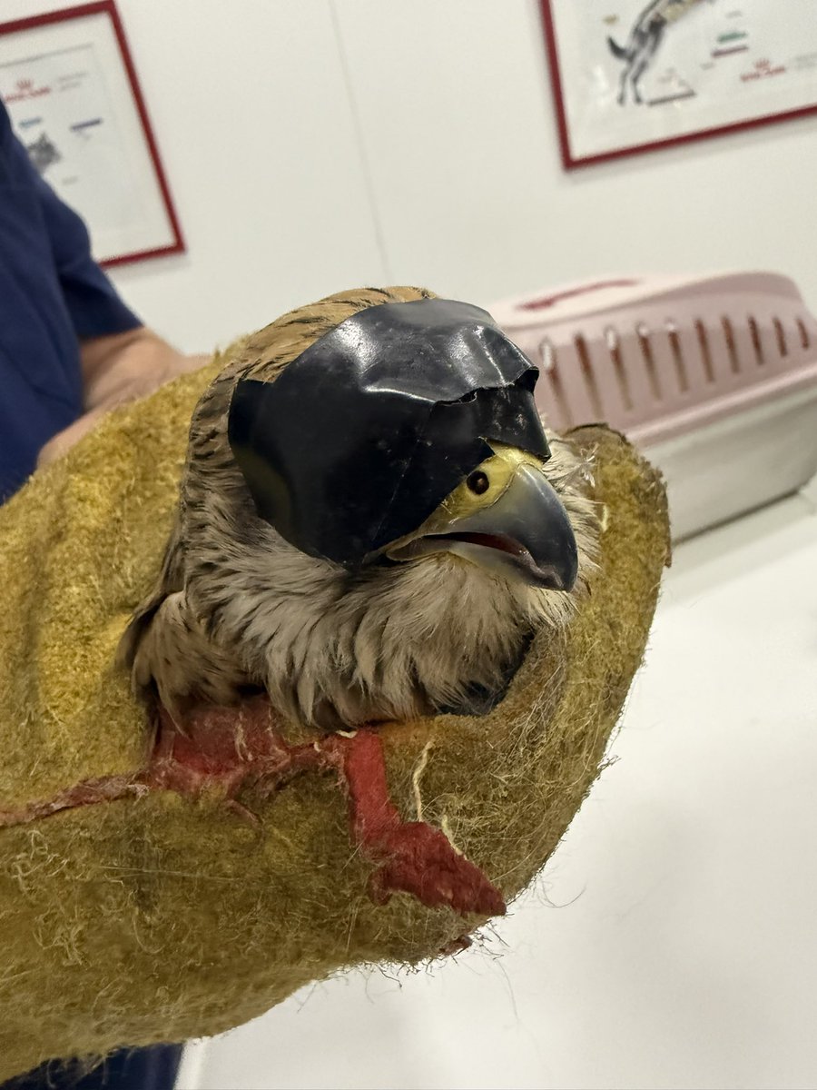 CABS_REPORTS's tweet photo. Rescued from unimaginable cruelty in Lebanon, this #kestrel had her eyes sewn shut by a falcon trapper to serve as a live decoy for >6 weeks.

Thanks to our anti-poaching team and vet care, she’s healed and back in the open sky where she belongs! https://t.co/5ySDjjvgkP