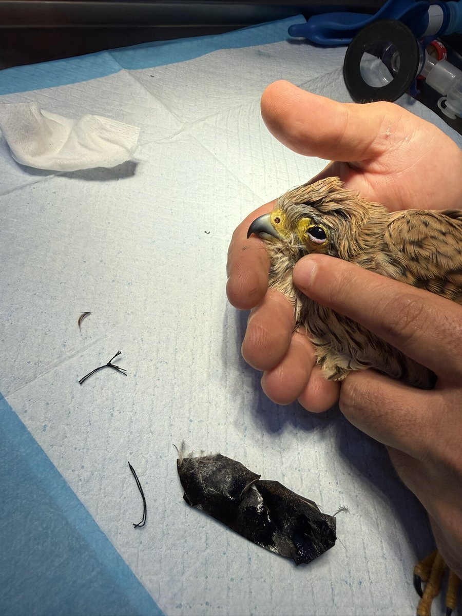 CABS_REPORTS's tweet photo. Rescued from unimaginable cruelty in Lebanon, this #kestrel had her eyes sewn shut by a falcon trapper to serve as a live decoy for >6 weeks.

Thanks to our anti-poaching team and vet care, she’s healed and back in the open sky where she belongs! https://t.co/5ySDjjvgkP