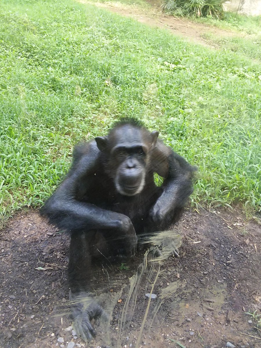 muthu12401's tweet photo. [Worried ape sits at the brown desk near the pit, feeling a bit down.]， https://t.co/TnUdYuDCA8
