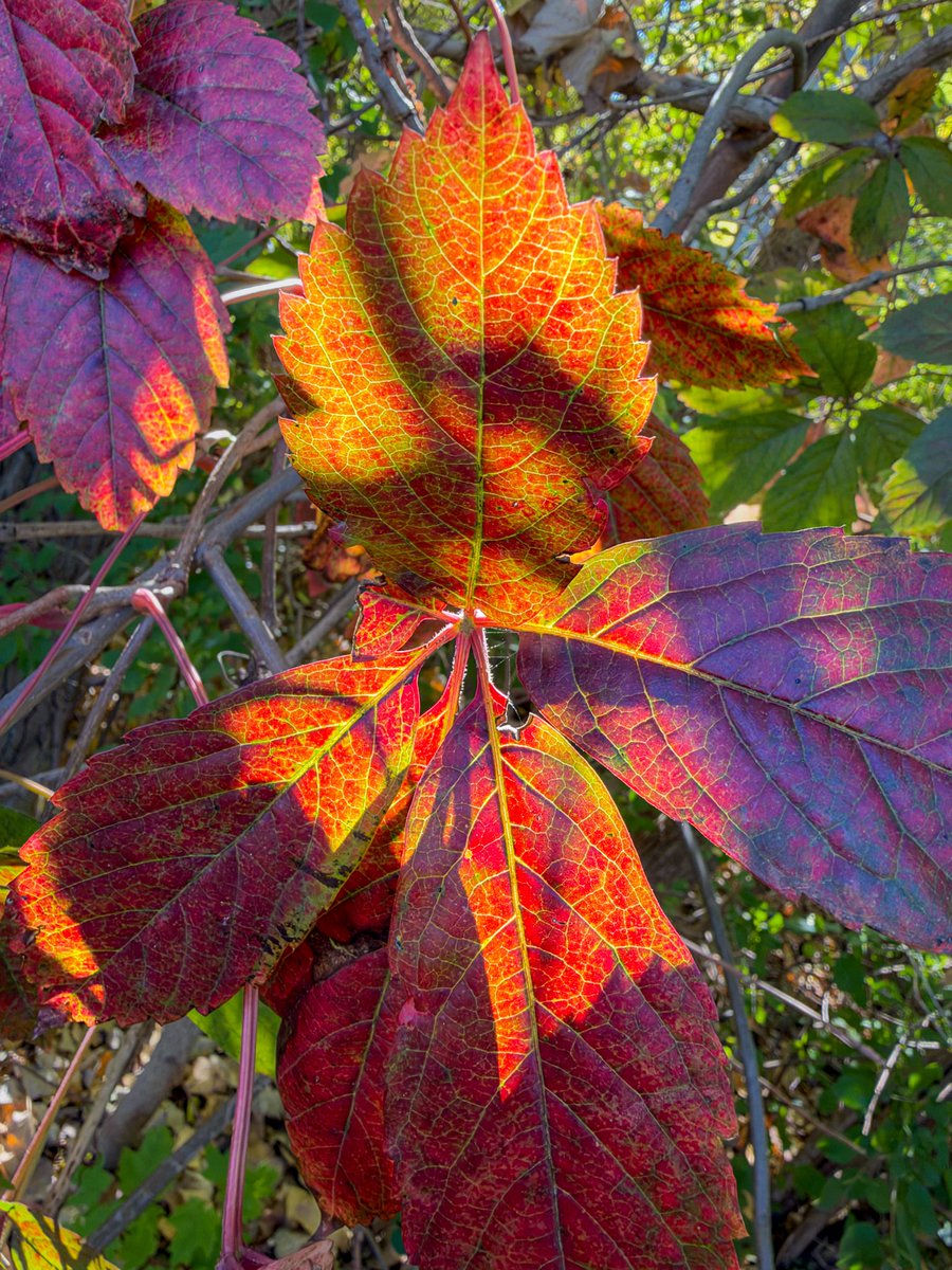 hellosaurav's tweet photo. Falling for these colors. 🍁✨
#AutumnLeaves #FallColors #Foliage #MapleLeaves #AutumnVibes #NatureLovers #SeasonalShift #iphone18promax #sauravphoto https://t.co/4fXby4gfFR