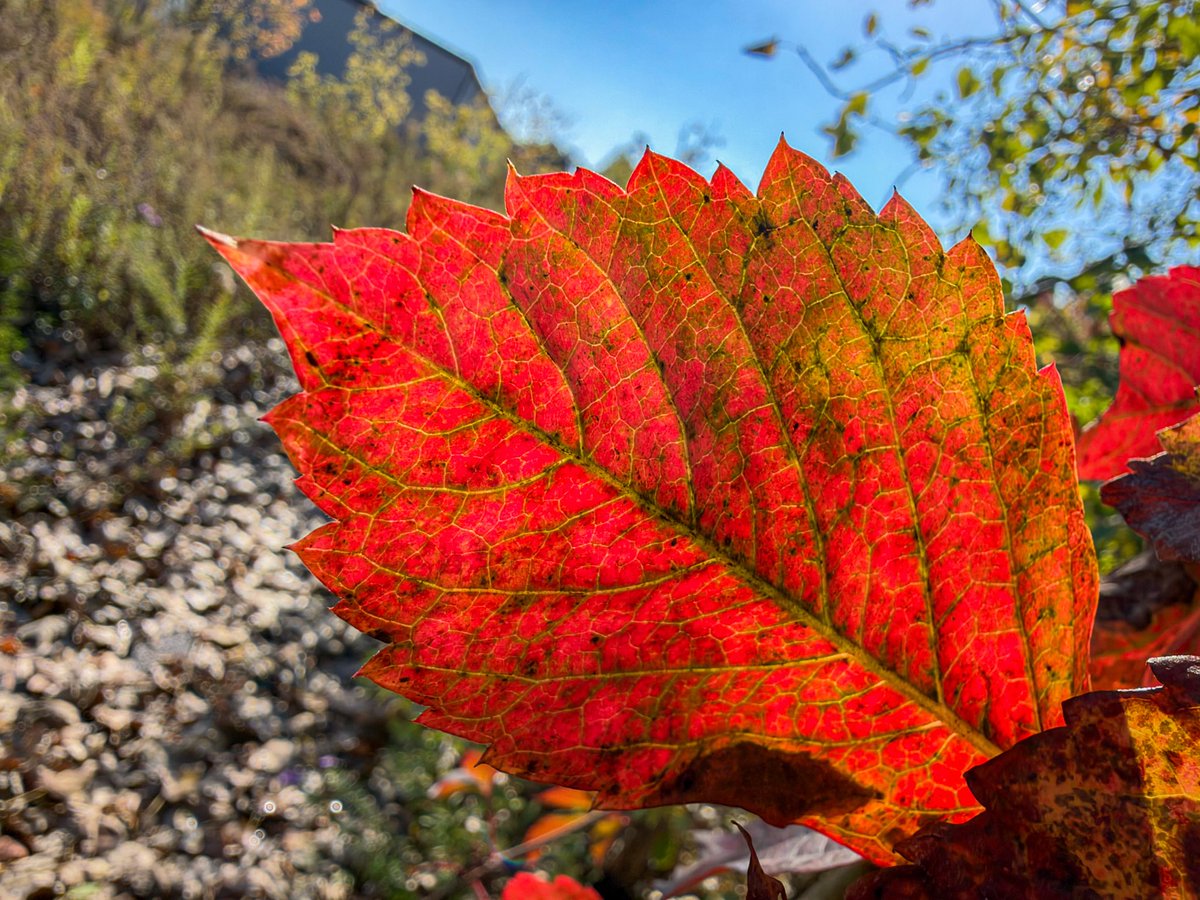 hellosaurav's tweet photo. Falling for these colors. 🍁✨
#AutumnLeaves #FallColors #Foliage #MapleLeaves #AutumnVibes #NatureLovers #SeasonalShift #iphone18promax #sauravphoto https://t.co/4fXby4gfFR