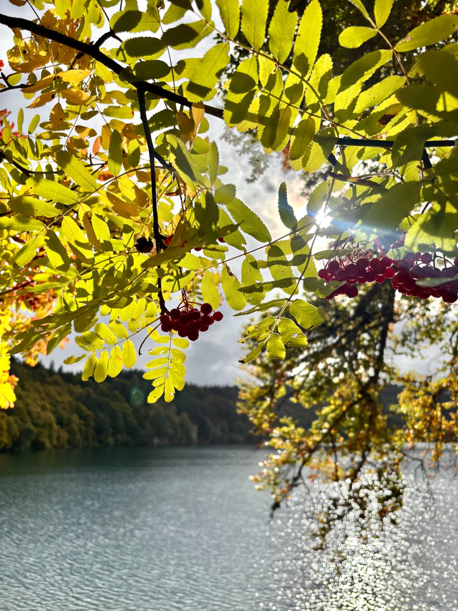 otsancy's tweet photo. Quoi de mieux pour débuter les vacances qu’une balade autour du lac Pavin ? 😍
En ce moment, les arbres qui l’entourent commencent à se parer de jolies couleurs orangées…
Et même sous une météo ponctuée de quelques gouttes, ce lac nous transporte dans une parenthèse apaisante 💚 https://t.co/lDnidffMce