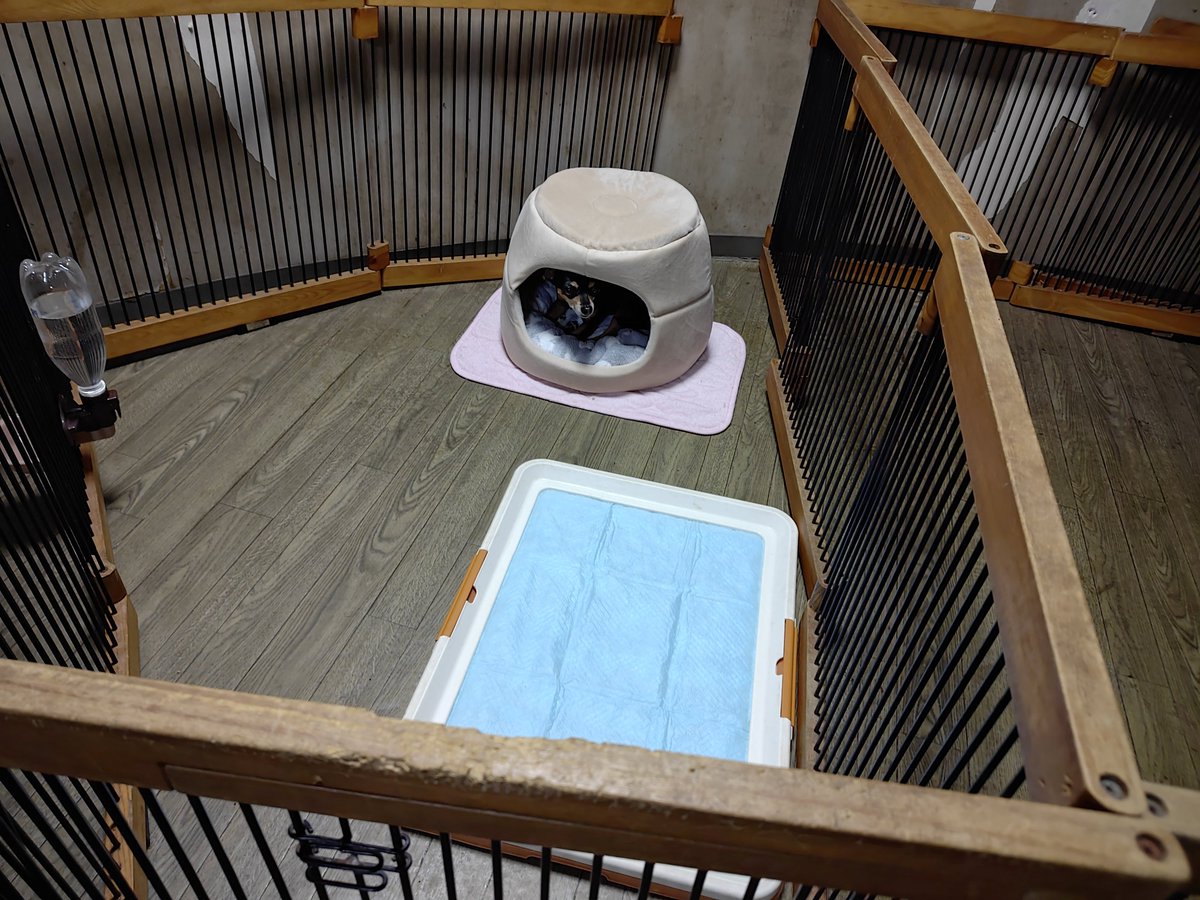 doghousedaddy08's tweet photo. ミックスのモモちゃんがチェックインしました

すぐにハウスで休んでるので、今夜はこのままゆっくりして貰います
#老犬ホーム #老犬生涯預かり #老犬長期預かり #老犬介護 #ペットホテル軽井沢 #ミックス犬 https://t.co/xEukxqinZF