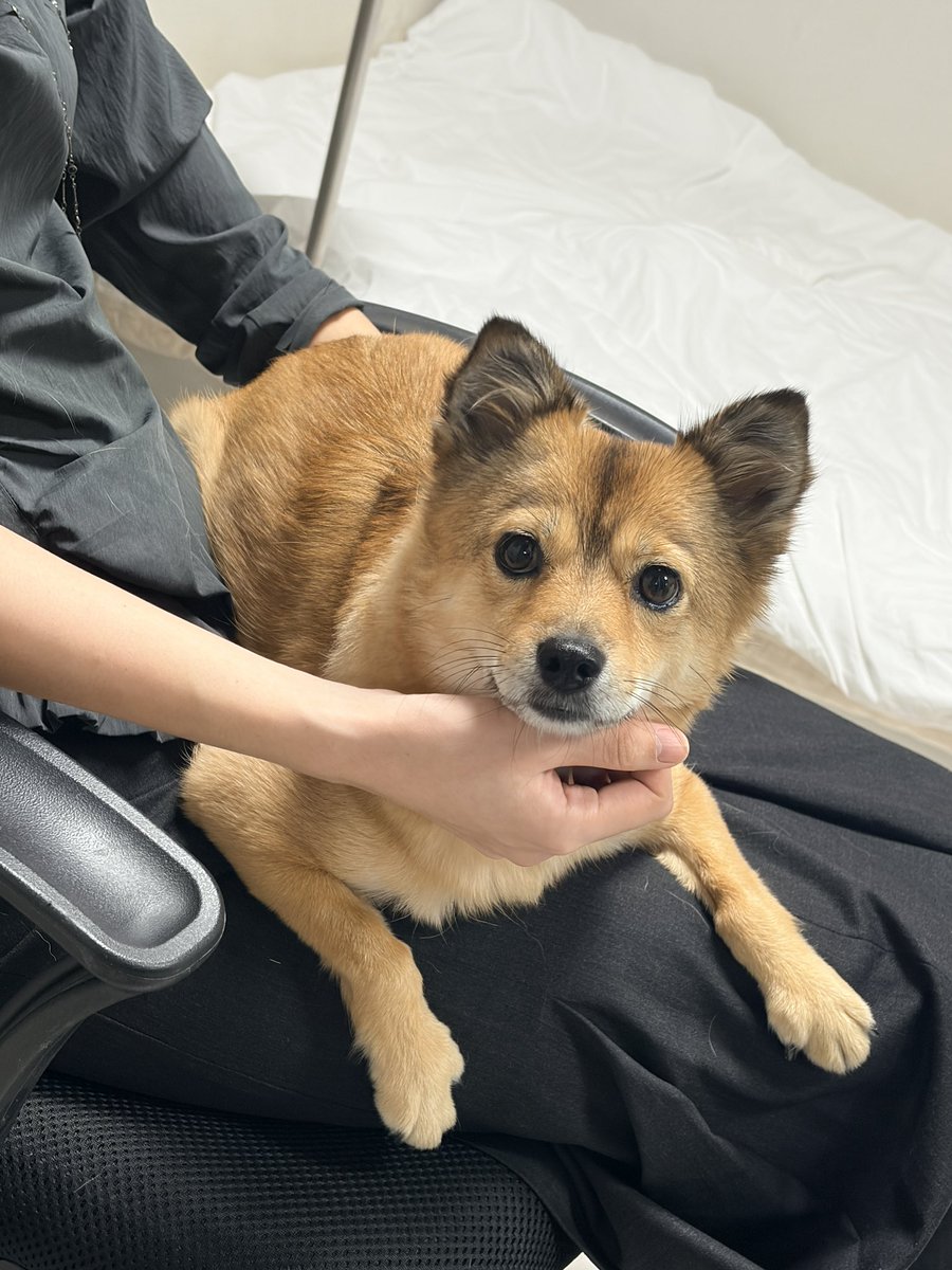 httpipiu's tweet photo. 산책하다가 어떤 외국분이 
𝓫𝓮𝓪𝓾𝓽𝓲𝓯𝓾𝓵 𝓭𝓸𝓰
하고 지나가셨어 https://t.co/z8h1ubIM0t