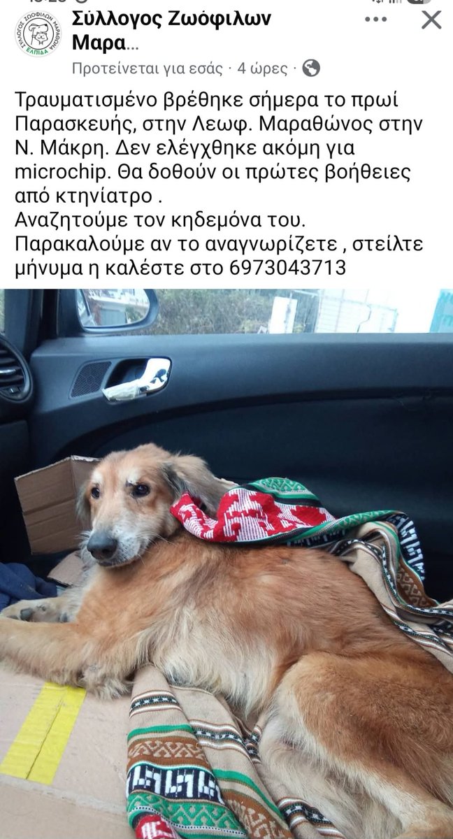 KatKatPt's tweet photo. 🆘️🆘️🆘️
Βρέθηκε τραυματισμενο σήμερα το πρωί στη Λ.Μαραθωνος στη Ν.Μακρη
Δν έχει ελεγχθεί ακόμα για τσιπ 
Θα δοθούν οι πρώτες βοήθειες απο κτηνίατρο 
Το αναζητά/αναγνωρίζει κανείς;
Rt 🙏 🙏 🙏 https://t.co/VLOHIzKPp0