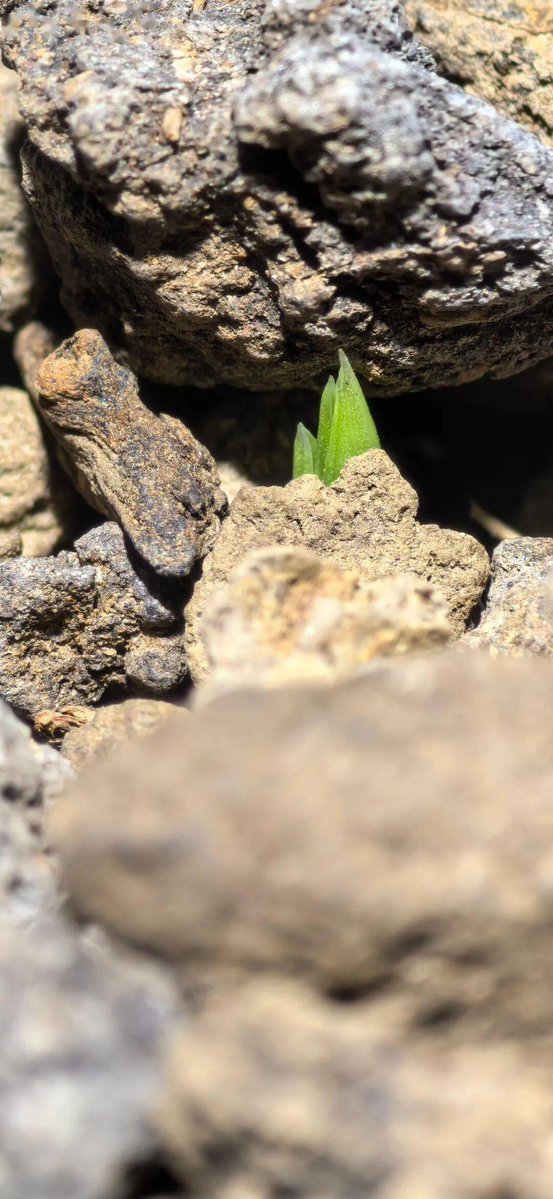 mouloud_RMN's tweet photo. I chased a curtain, found a rock with a seed-like spark here. https://t.co/ohh5rBXtd3