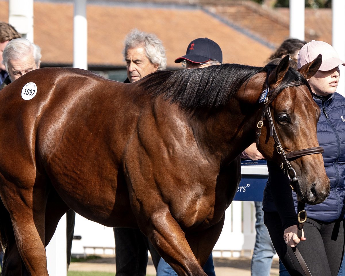 acestud_'s tweet photo. ♠️ #Shaquille’s Book 2 𝙃𝙞𝙜𝙝𝙡𝙞𝙜𝙝𝙩𝙨 🌟

160,000gns Top Lot 👉 @WilliamHaggas

Other six-figure lots made 135,000gns, 120,000gns (x2) and 100,000gns - all from a £15,000 covering fee 🔥

🎩 𝐃𝐨𝐧’𝐭 𝐟𝐨𝐫𝐠𝐞𝐭 that #Shaquille’s progeny are eligible to run in the Windsor Castle Stakes at Royal Ascot!