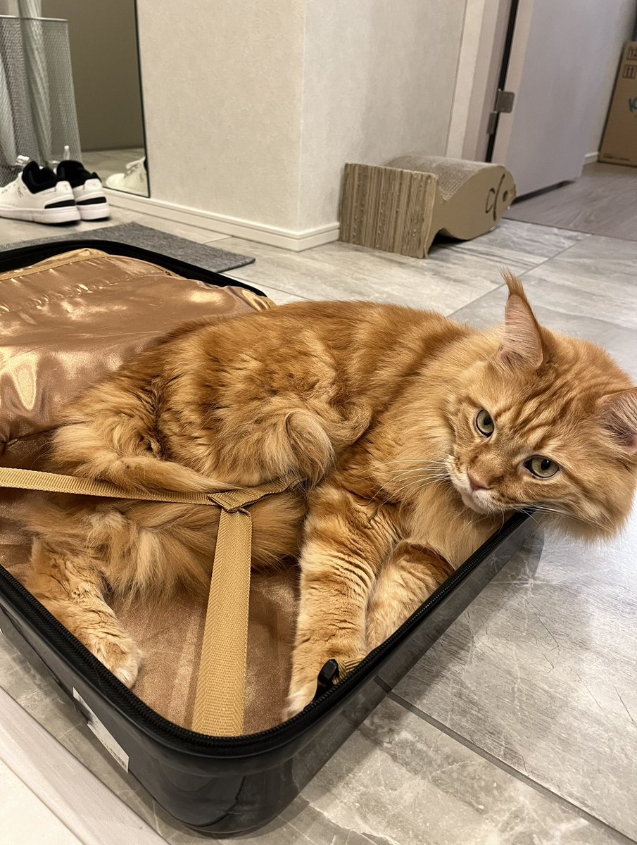 40hara's tweet photo. 旅行カバンを出すとすっぽり収まる！🐈🧳そして寝る💤 https://t.co/ikduOYc3Lv