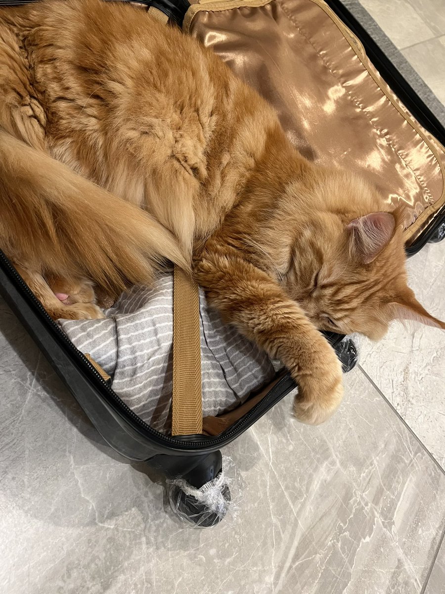 40hara's tweet photo. 旅行カバンを出すとすっぽり収まる！🐈🧳そして寝る💤 https://t.co/ikduOYc3Lv