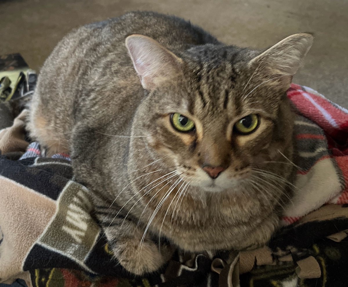 Mewarebytes's tweet photo. Good Morning my Torabytes 🧡

It's cat day so here is me in big kitty form + my irl kitty ☺️ https://t.co/Uu0ozgj8Dh