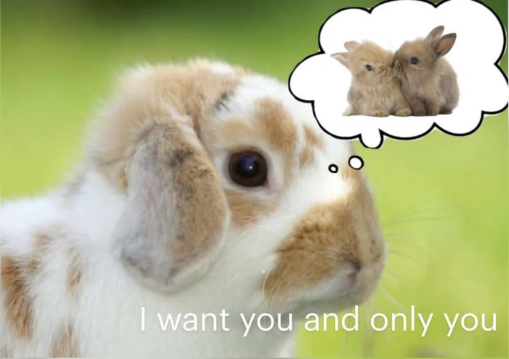 popularrabbit's tweet photo. https://t.co/AruPMxBml3
