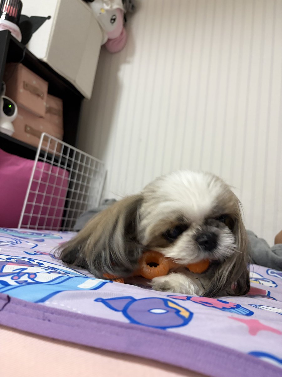 are___02's tweet photo. はあ必死でかわいい＞ ̫＜ ♡ https://t.co/NGI3r4s2ig