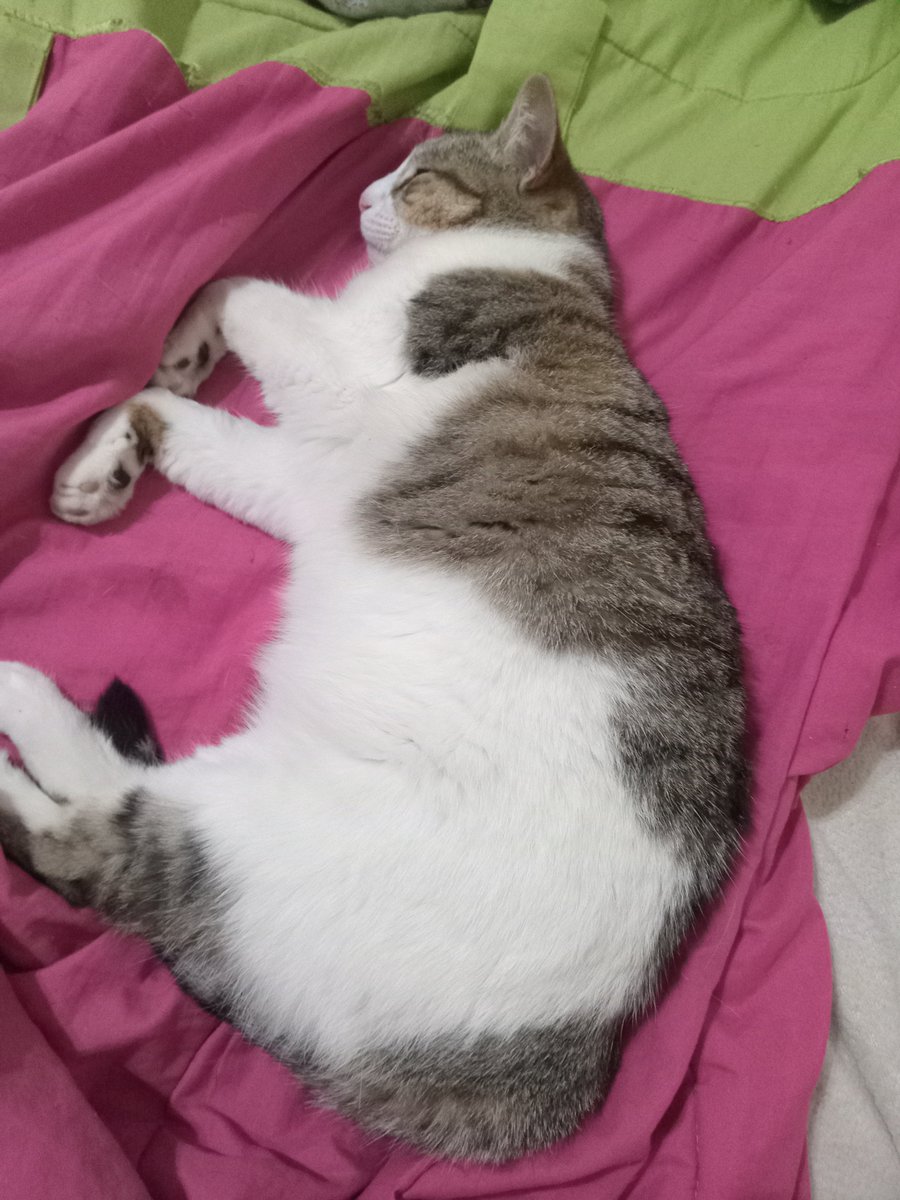 valuditta's tweet photo. La bronca que me da tener que levantarme a las 6 de la mañana y ver a mi ácaro así https://t.co/SkauUQrTTM