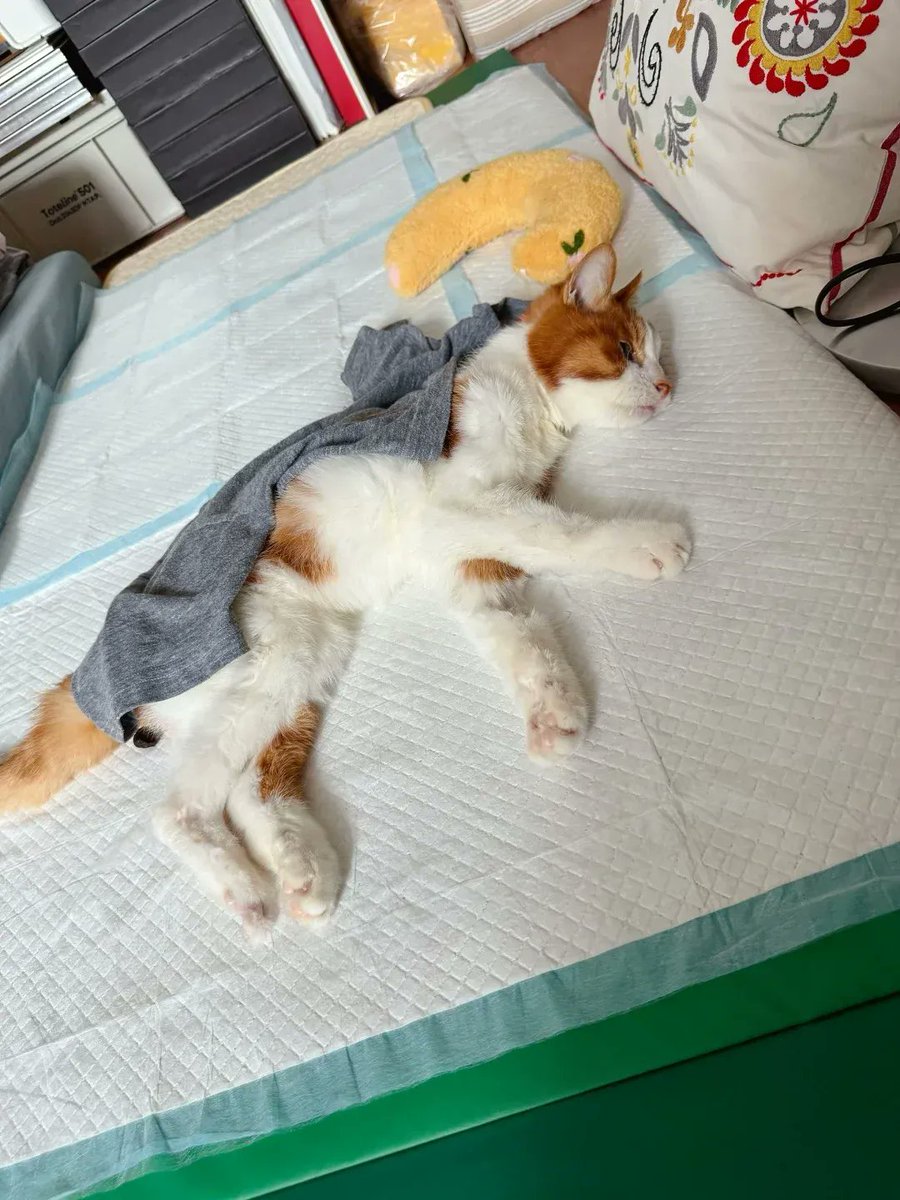 Emre106541's tweet photo. Yong Pu is an amazing senior cat who never hesitates to take on challenges, but his constant need for treats and water can drain even the most patient pet parent! https://t.co/D0wi6UVN4v