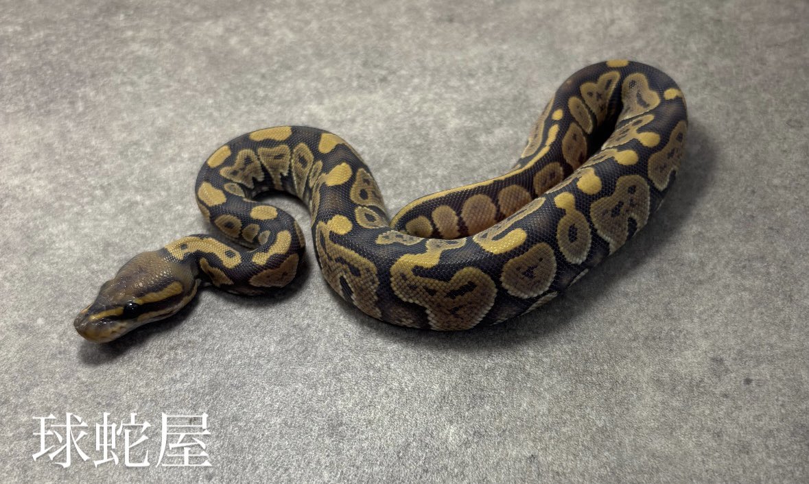 tamahebi_bp's tweet photo. 【販売個体】
Ghost ♀
2026JPCB
¥25,000
だいぶ変わった模様のゴーストです👻
エサ食いもよく細かった体もしっかりしてきました😎
この子は黒系モルフのゴースト絡みと組み合わせたら面白そうなので、近いうちにキープします。
#ボールパイソン
#ballpython
#爬虫類
#球蛇屋 https://t.co/B34vxEBQSF