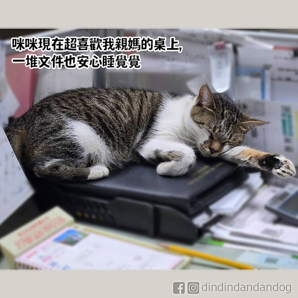 dindindandandog's tweet photo. 【町噹香噴噴】
町真的是一點體味都沒有,每次洗澡完都可以香好久。
至於噹.....大概兩三周就是極限了。
我都說町是仙女轉世。
不過偶而想要聞聞臭臭的狗味就要靠噹了(用力吸😆

#町噹狗生活 #香臭香臭最棒了 https://t.co/fdZH9lAGBx