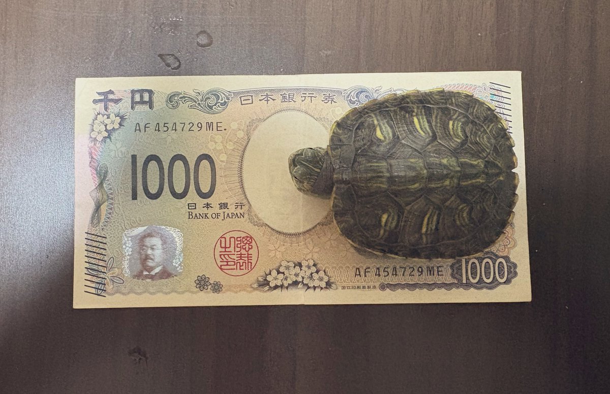ut4nene_'s tweet photo. 最近投稿してなかったですが
うちのカメレオンはすくすく成長してます🐢 https://t.co/b8H39Er4Ev