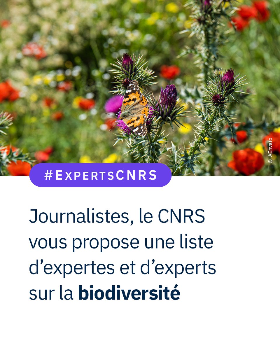CNRS's tweet photo. #ExpertsCNRS 🔎  Journalistes, à l’occasion de l’ouverture de la #COP17 sur la biodiversité, le bureau de presse du @CNRS vous propose une liste d’experts et d’expertes pour vous éclairer sur les enjeux de la biodiversité.

Si vous êtes intéressés : 📞 �� https://t.co/IAaLzflTBl https://t.co/Vpy1NAhI7l